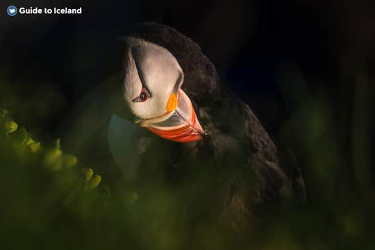 Захватывающий 2-часовой тур на скоростной лодке RIB с наблюдением за китами и тупиками из Рейкьявика