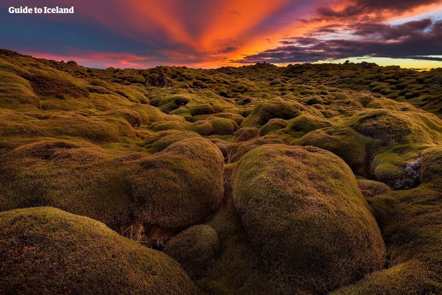 Ein mit Moos bewachsenes isländisches Lavafeld.