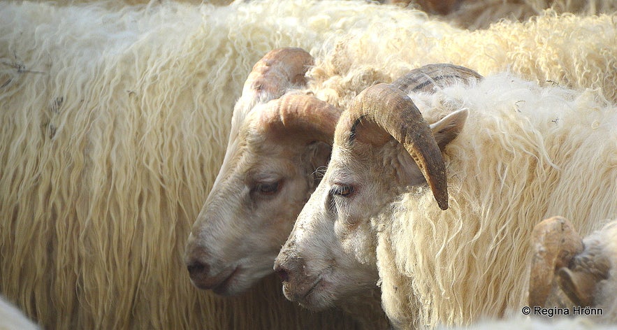 The Ghost Skeljungur and Bóla in Bólugil - Folklore from North Iceland