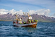 Whale Watching in Iceland: The Ultimate Guide