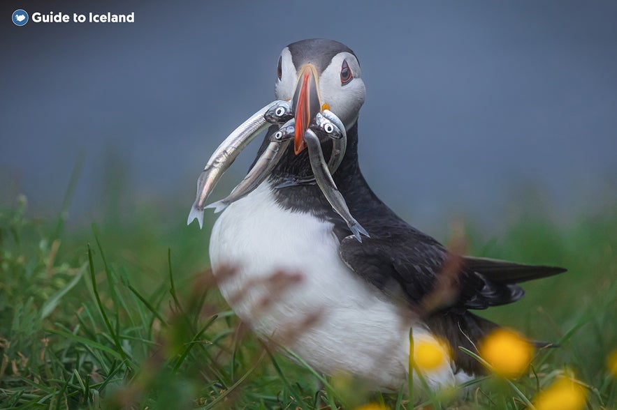 Papageientaucher mit einem Schnabel voller Fisch in Island