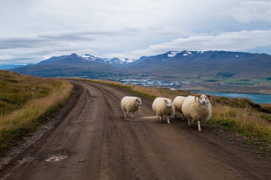 Kørsel i Island: Den ultimative guide til roadtrips