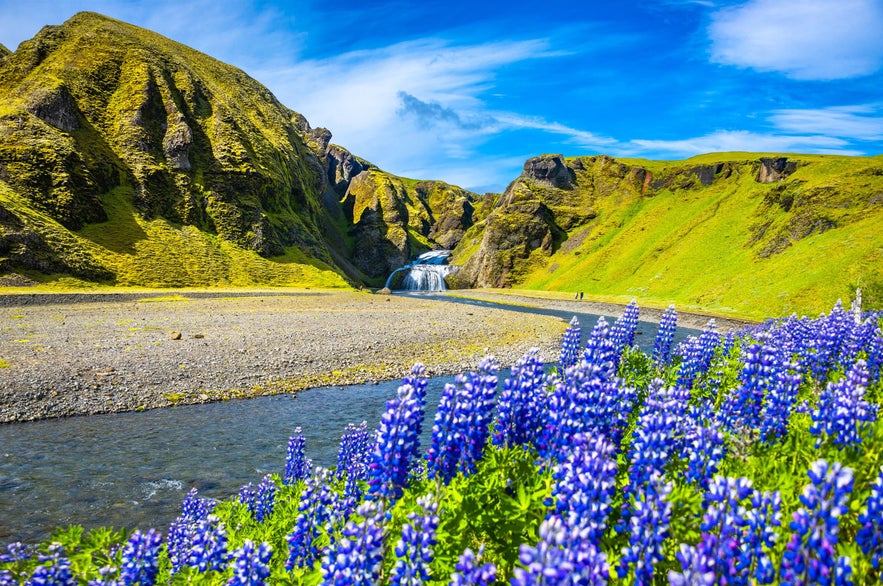 Stjornarfoss Waterfall surrounded by cliffs with river and lupine flowers