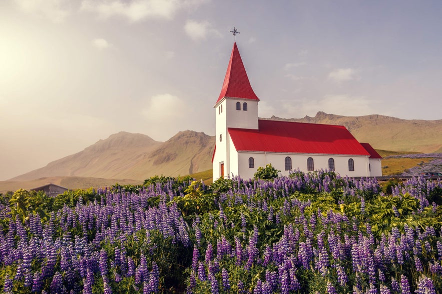Visiting Vik Church, pictured here with purple lupines, is a must-do activity when you're in the town of Vik, Iceland.