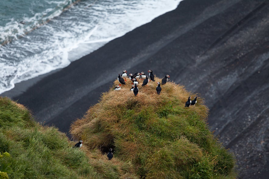 Many puffins gather on the grassy cliffs of the Dyrholaey Peninsula, near Vik.