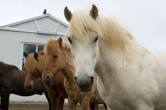 Self-Drive Silfra Snorkeling and Horseback Riding Tour in Iceland