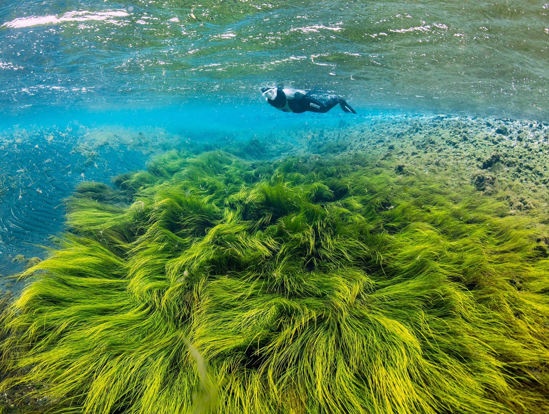 Underwater view of flowing green algae meadows in Litlaa River, Iceland snorkeling experience.