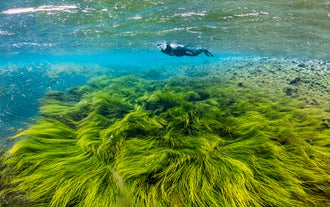 Underwater view of flowing green algae meadows in Litlaa River, Iceland snorkeling experience.