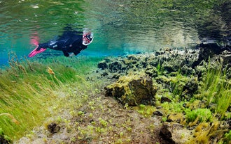 Snorkeler exploring bubbling sands and algae fields in Litlaa River, unique North Iceland tour.