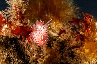 A colorful nudibranch crawling among seaweed and coral in the waters of Gardur.