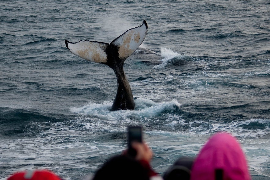 Whale watching in Eyjafjordur bay in Iceland