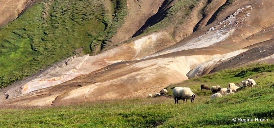 The colourful Þeistareykir Geothermal Area in North-Iceland