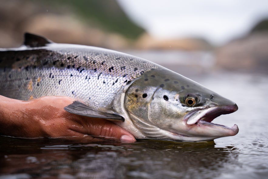 Freshly caught Atlantic salmon in clear water.