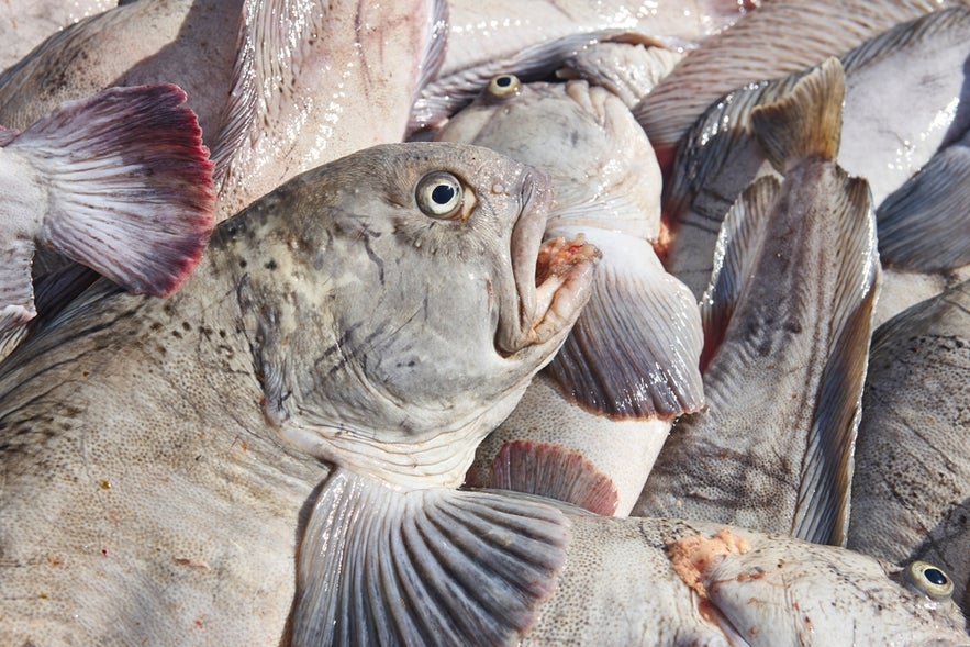 Close-up of fresh Atlantic catfish at Bolungarvik harbor
