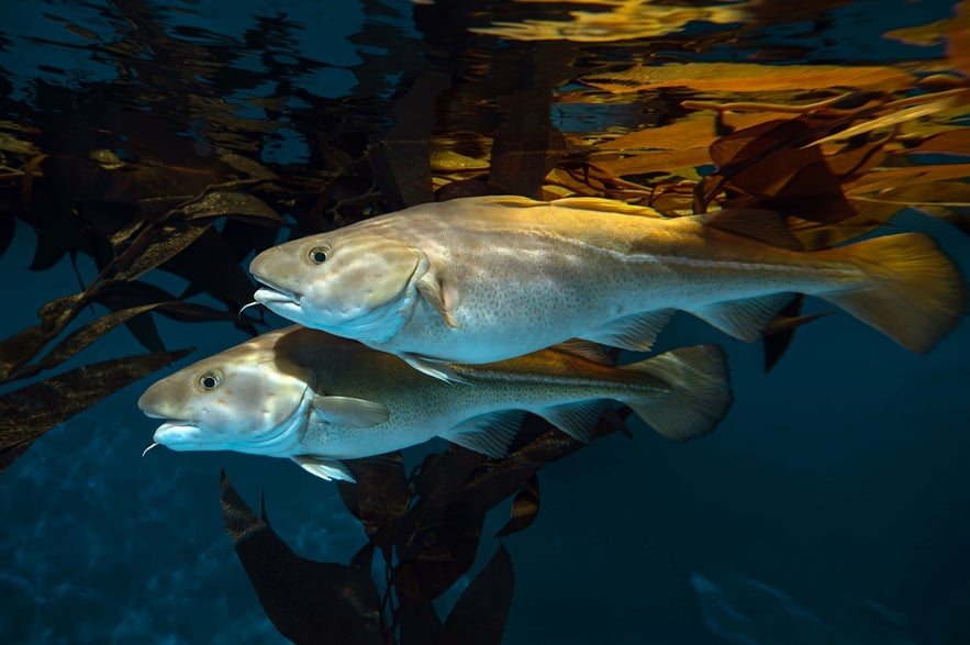 Atlantic cod swimming underwater among kelp