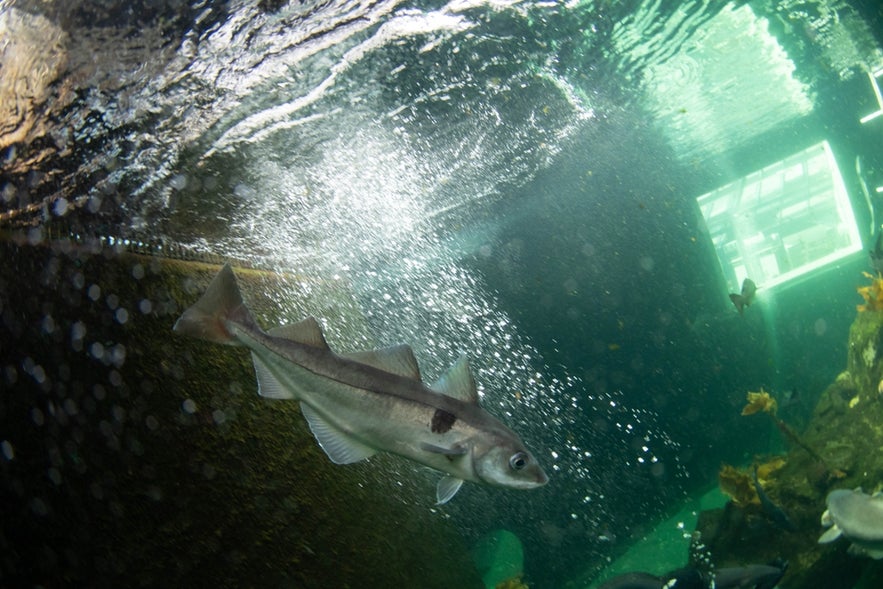 ChatGPT said: Underwater view of a haddock swimming near the aquarium glass with bubbles rising to the surface.