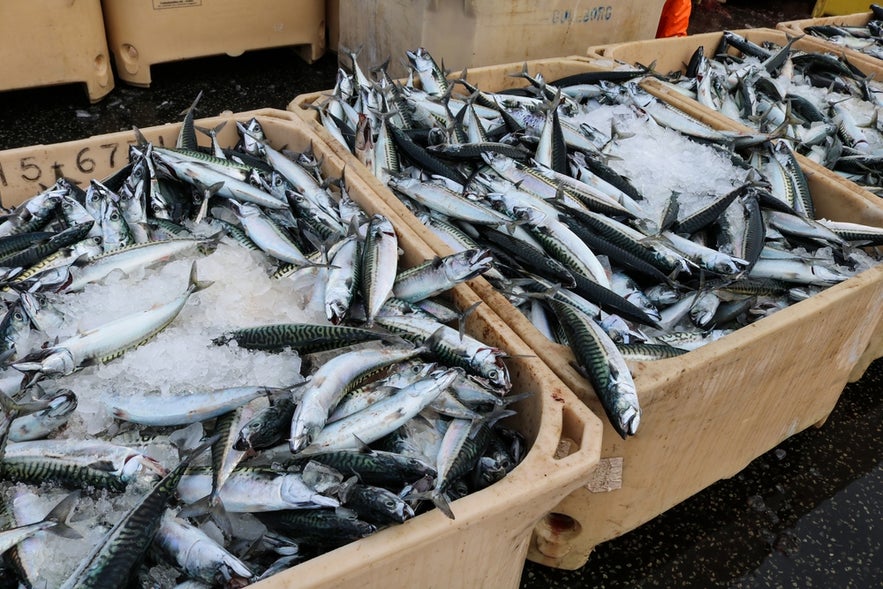 Freshly caught mackerel stored on ice in large containers in Keflavik, Iceland.