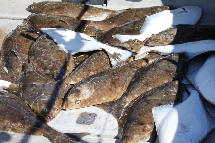 Freshly caught halibut lying on a boat deck in the sunlight after a successful fishing trip.