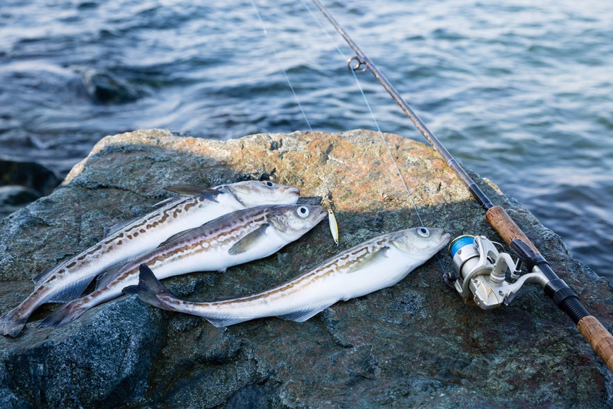 Three freshly caught pollock fish and a fishing rod resting on a rock by the sea.