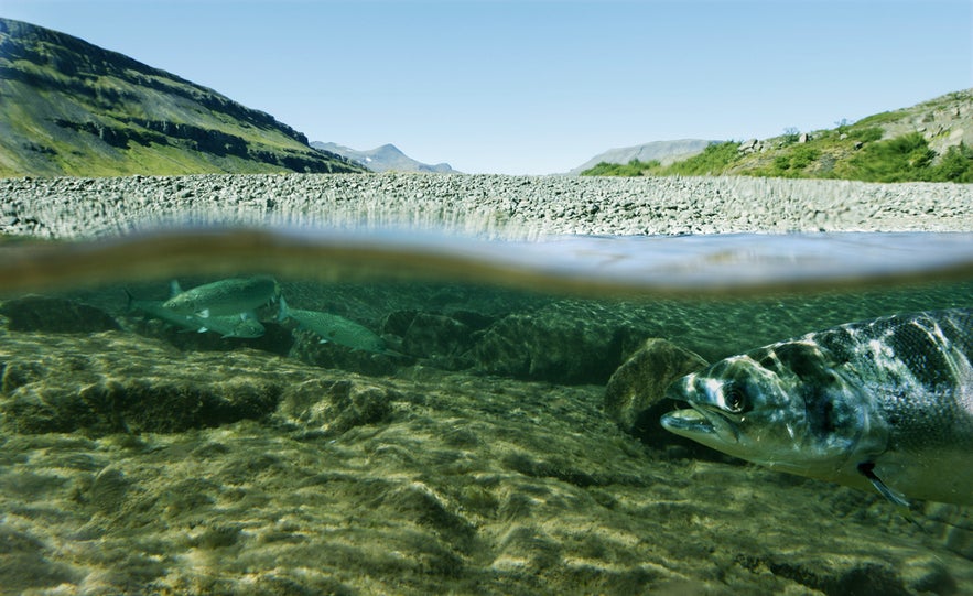 ChatGPT said: Split-view of wild salmon swimming in a clear river with mountains and rocky shore in the background.