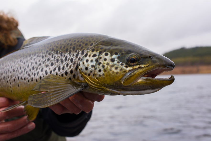Close-up of a person holding a freshly caught brown trout near a lake or river.