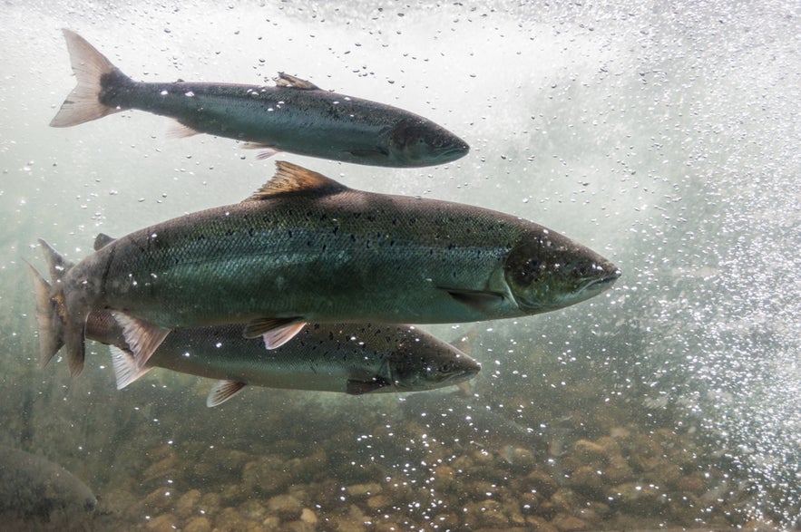 Underwater view of Atlantic salmon swimming upstream through bubbles and current over a rocky riverbed.