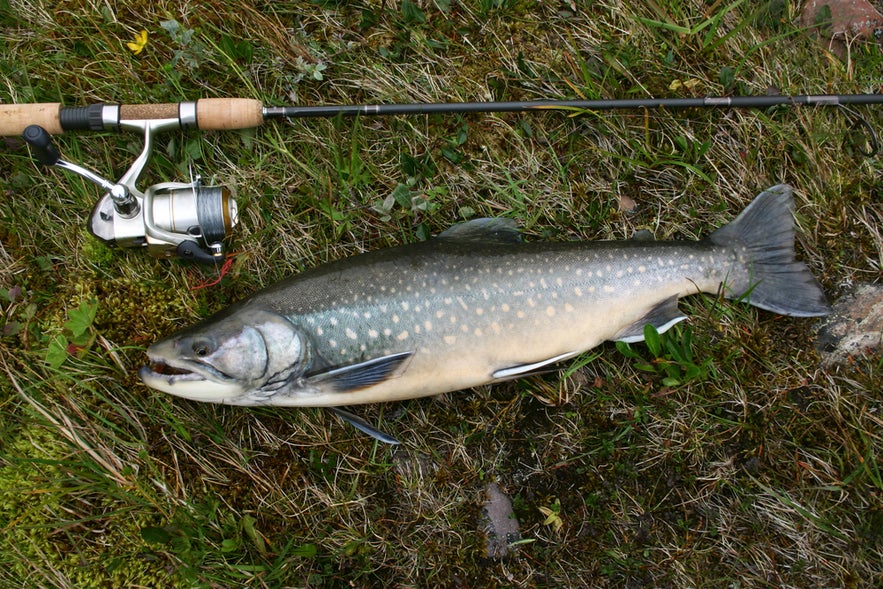 Freshly caught Arctic char lying on grass next to a fishing rod and reel.