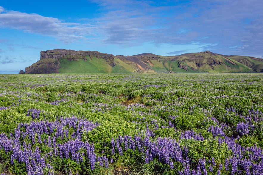 Field of blooming lupines below Mount Hjorleifshofdi in South Iceland, a scenic area near Yoda Cave and the black sand coast.