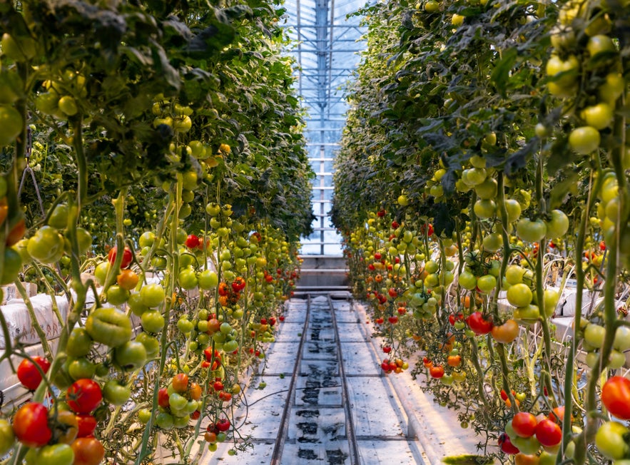 Tomatoes growing in rows inside the Friðheimar greenhouse in Iceland, known for fresh produce and unique food experiences.