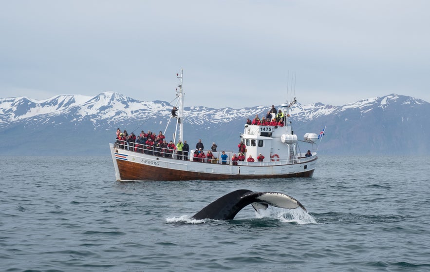 Whale watching tour in Husavik, North Iceland, with a boat full of people observing a whale diving near snowy mountains.
