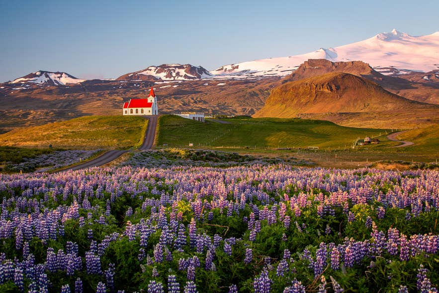 Lupinfält och rödtakig kyrka i Hellissandur, Island, med snötäckta berg och närliggande campingplats i solnedgången.