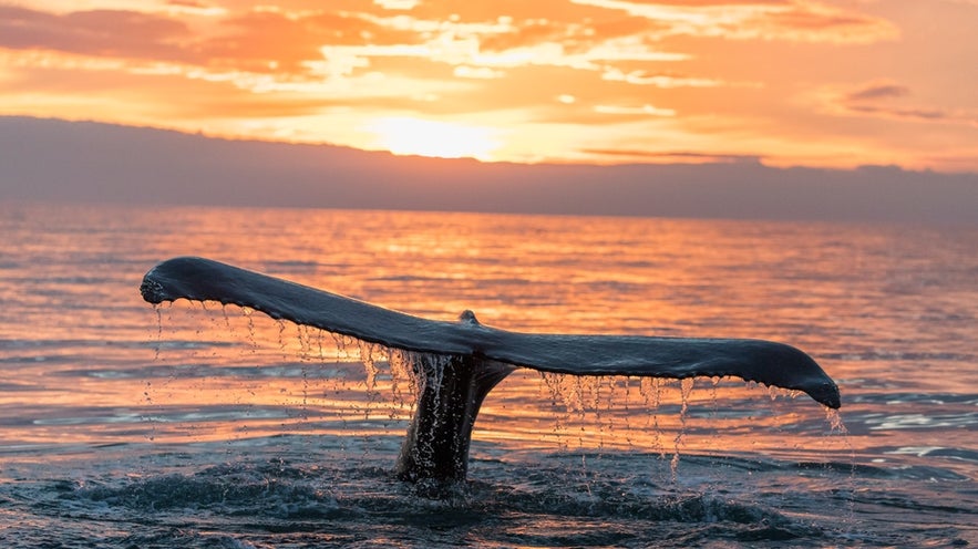 A whale's tail rises from the ocean at sunset near Húsavík, North Iceland, known for its spectacular whale watching.