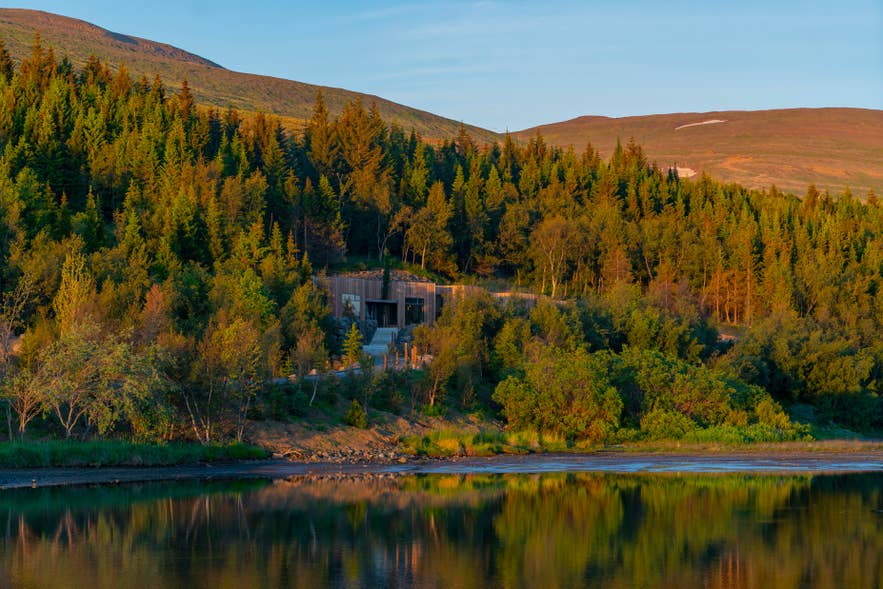 Herbstlicher Wald am Hang oberhalb der Forest Lagoon nahe Akureyri in Nordisland