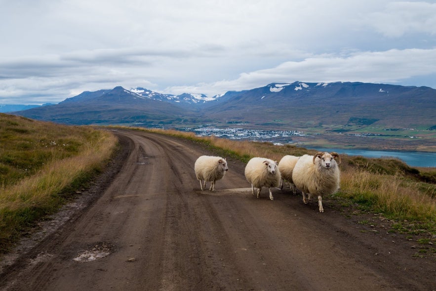 Kijk uit voor schapen tijdens het rijden in IJsland