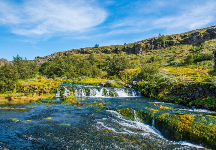 Lush summer landscape showing one of the few forests in Iceland beside a clear stream and mossy rocks.