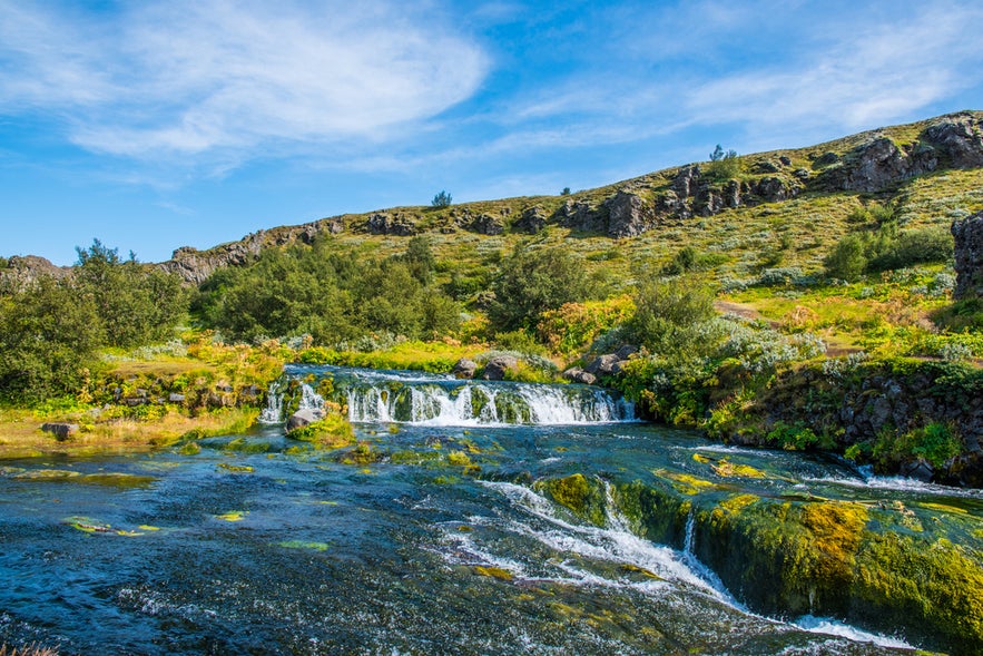 Lush summer landscape showing one of the few forests in Iceland beside a clear stream and mossy rocks.