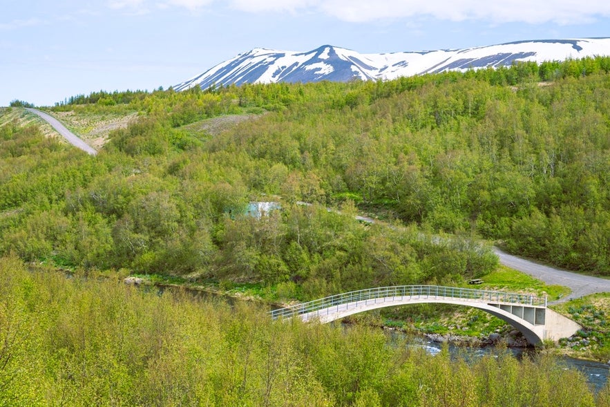 One of the recovering forests in Iceland near Husavik, showing sparse tree cover beneath a snowy mountain ridge.