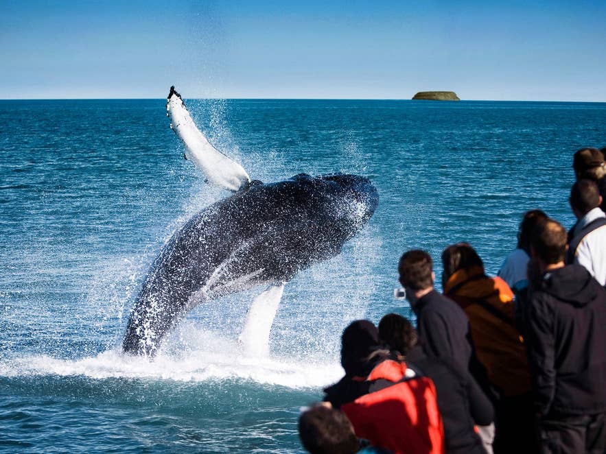 Buckelwal springt vor einem Walbeobachtungsboot in Husavik in Nordisland aus dem Wasser, während die Passagiere zuschauen.