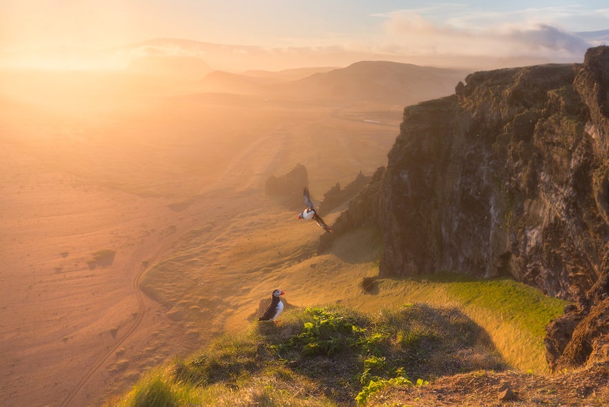 wo Atlantic puffins on a grassy cliff edge at Dyrhólaey, with one puffin in flight and the other perched, bathed in golden light from a summer sunset over Iceland's south coast.