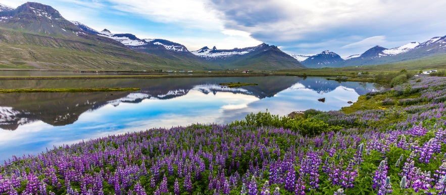 Spring in Eastfjords shows vibrant purple lupines blooming by a calm lake reflecting snow-capped mountains in Iceland.