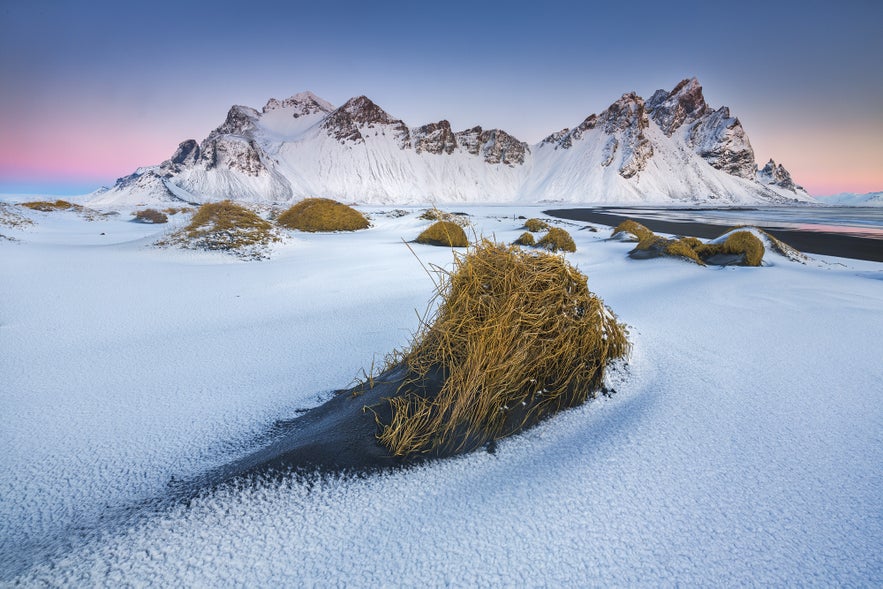 Snow-covered beach with yellow grass clumps and Vestrahorn mountain in the Eastfjords, Iceland at sunrise.