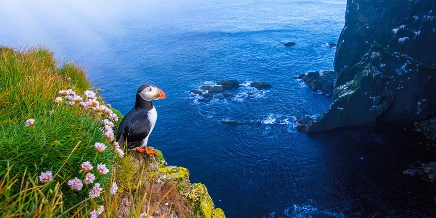 Choose windproof layers for what to wear in Iceland in spring when visiting cliffs and sea paths to see puffins up close.