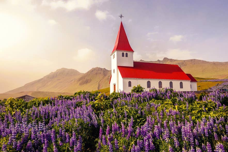 Elige capas ligeras para qué ropa llevar en Islandia en junio al explorar campos de lupinos cerca de la icónica iglesia de tejado rojo en Vik.