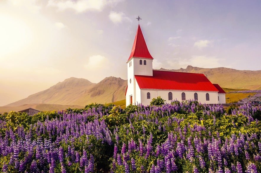 Choose light layers for what to wear in Iceland in June while exploring lupine fields near the iconic red-roof church in Vik.