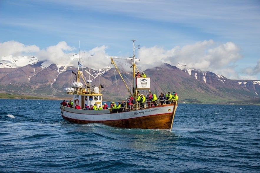 Hvalsafari fra eikebåt, Husavik, Island