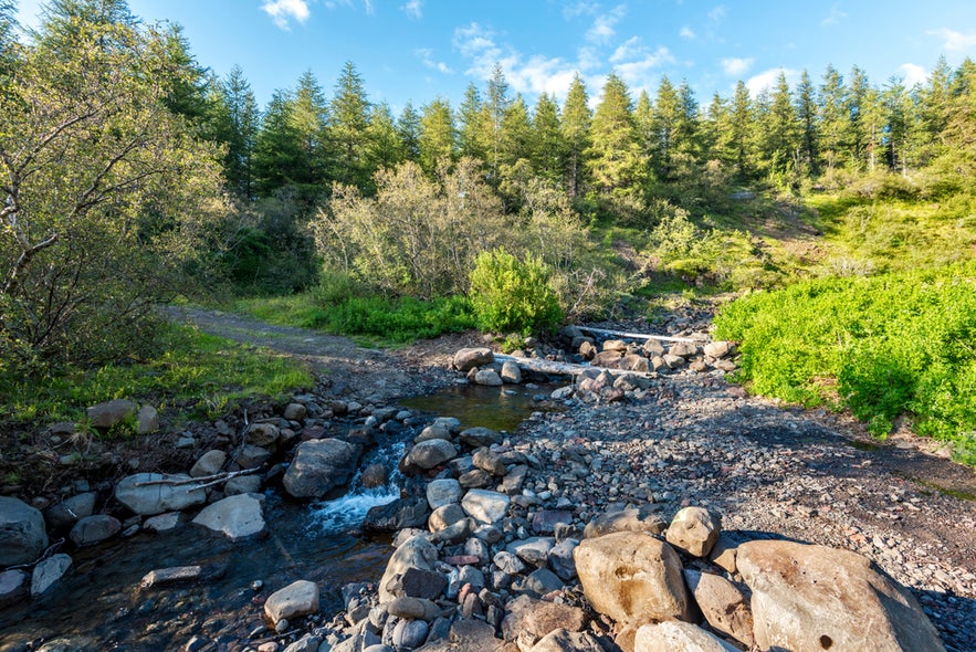 Hiking trail crossing the Staðará stream in Hallormsstaðaskógur National Forest, surrounded by lush greenery in East Iceland.