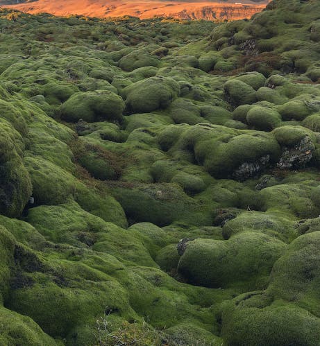 レイキャネス半島ツアー