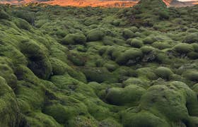 Reykjanes Tours