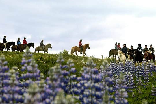 Amazing Puffin Watching and Horseback Riding Combo Tour from Reykjavik