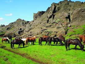 Horses grazing in a lush green valley surrounded by rugged cliffs in the Icelandic countryside.